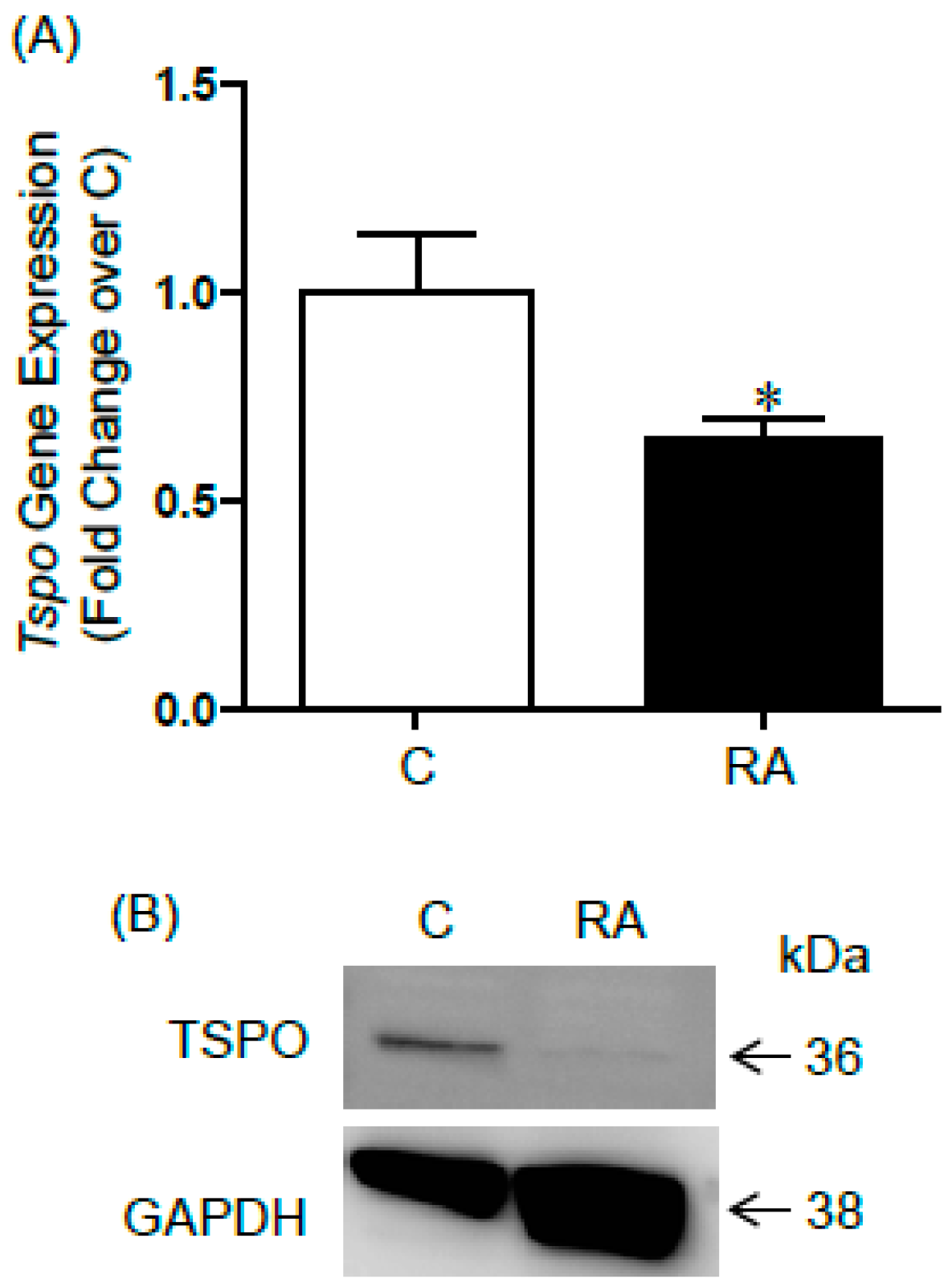 IJMS | Free Full-Text | Regulation of Translocator Protein 18 kDa (TSPO)  Expression in Rat and Human Male Germ Cells | HTML