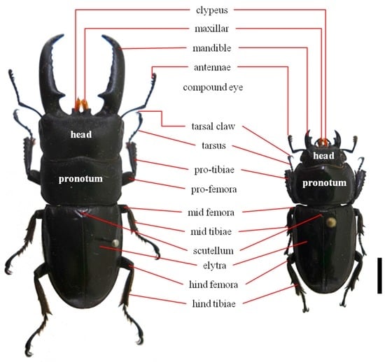 IJMS | Free Full-Text | Development of 12 Microsatellite Markers in ...