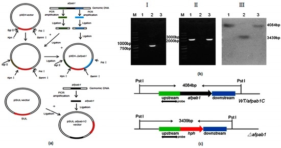 IJMS Free Full Text Deletion of afpab1 Causes Increased