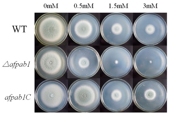 IJMS Free Full Text Deletion of afpab1 Causes Increased