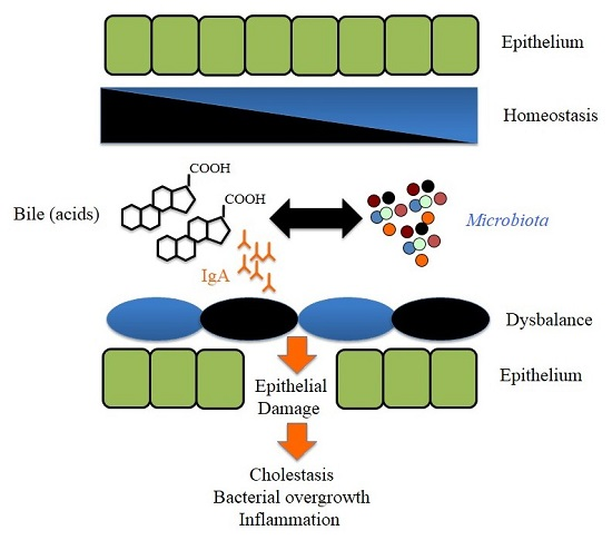 Ijms Free Full Text Impact Of Microbes On The Pathogenesis Of Primary Biliary Cirrhosis Pbc 