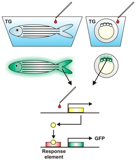neurobiology clipart fish