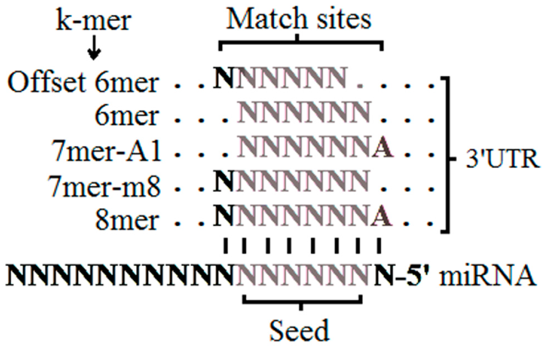 Ijms Free Full Text Tools For Sequence Based Mirna Target Prediction What To Choose Html