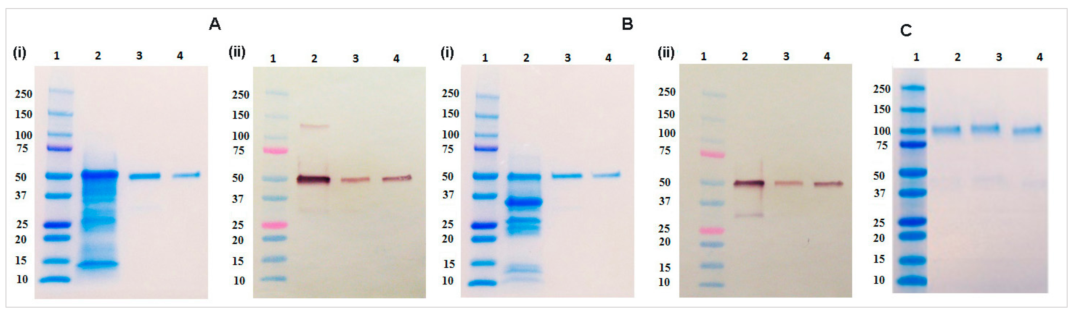biorad western blot protein ladder