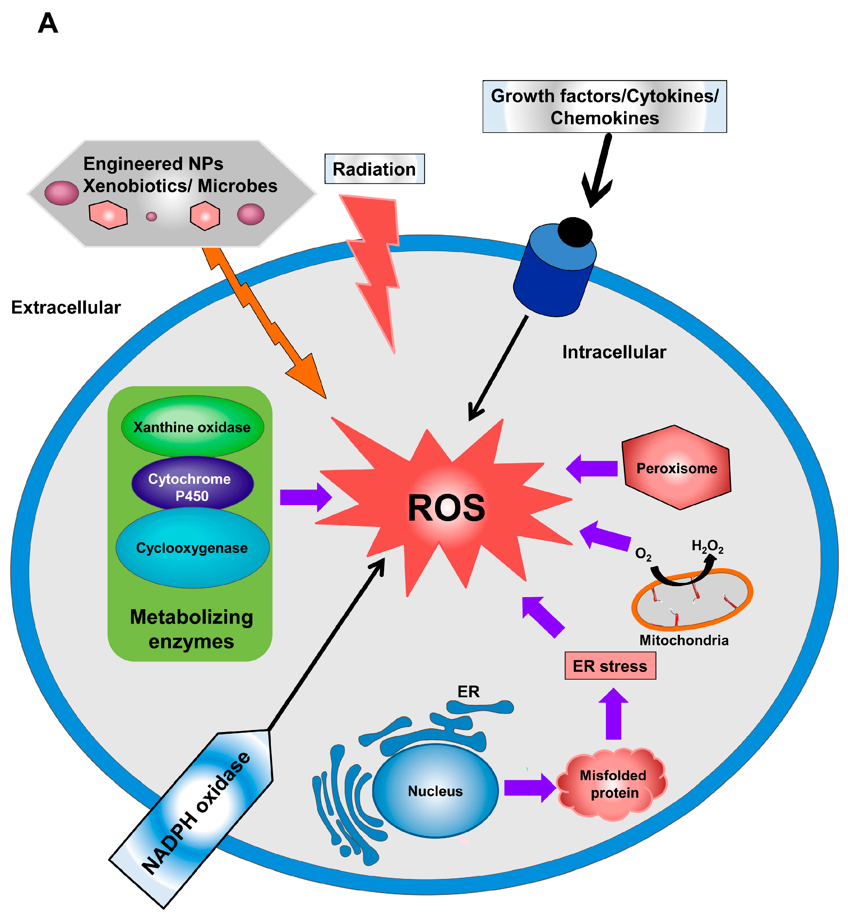 IJMS | Free Full-Text | The Role of Reactive Oxygen Species (ROS) in the  Biological Activities of Metallic Nanoparticles