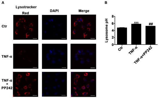 IJMS | Free Full-Text | Inhibition of Autophagic Degradation Process  Contributes to Claudin-2 Expression Increase and Epithelial Tight Junction  Dysfunction in TNF-α Treated Cell Monolayers
