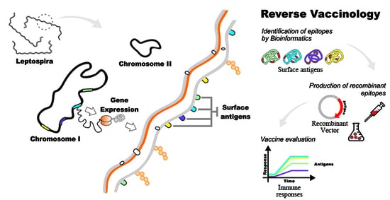 Ijms Free Full Text Reverse Vaccinology An Approach For Identifying Leptospiral Vaccine 4877