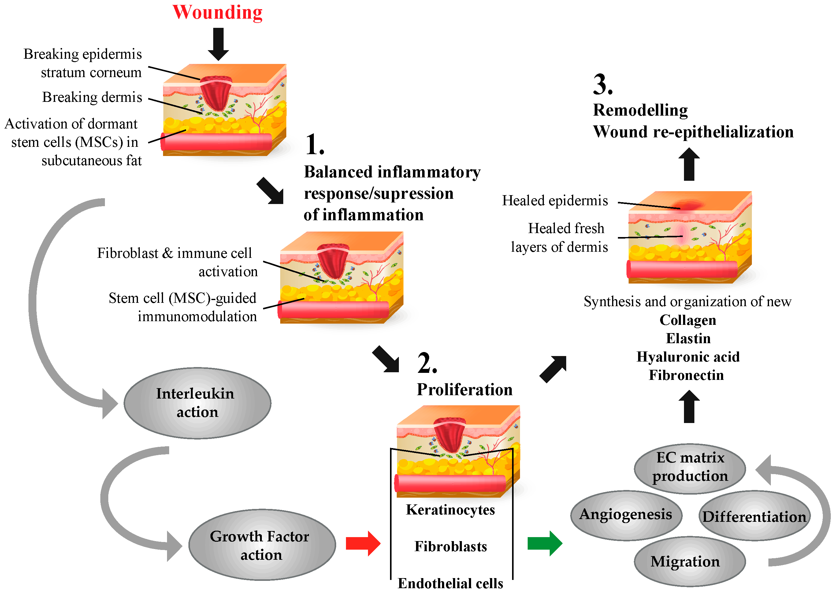 IJMS | Free Full-Text | Mesenchymal Stem Cells from Adipose Tissue in  Clinical Applications for Dermatological Indications and Skin Aging | HTML