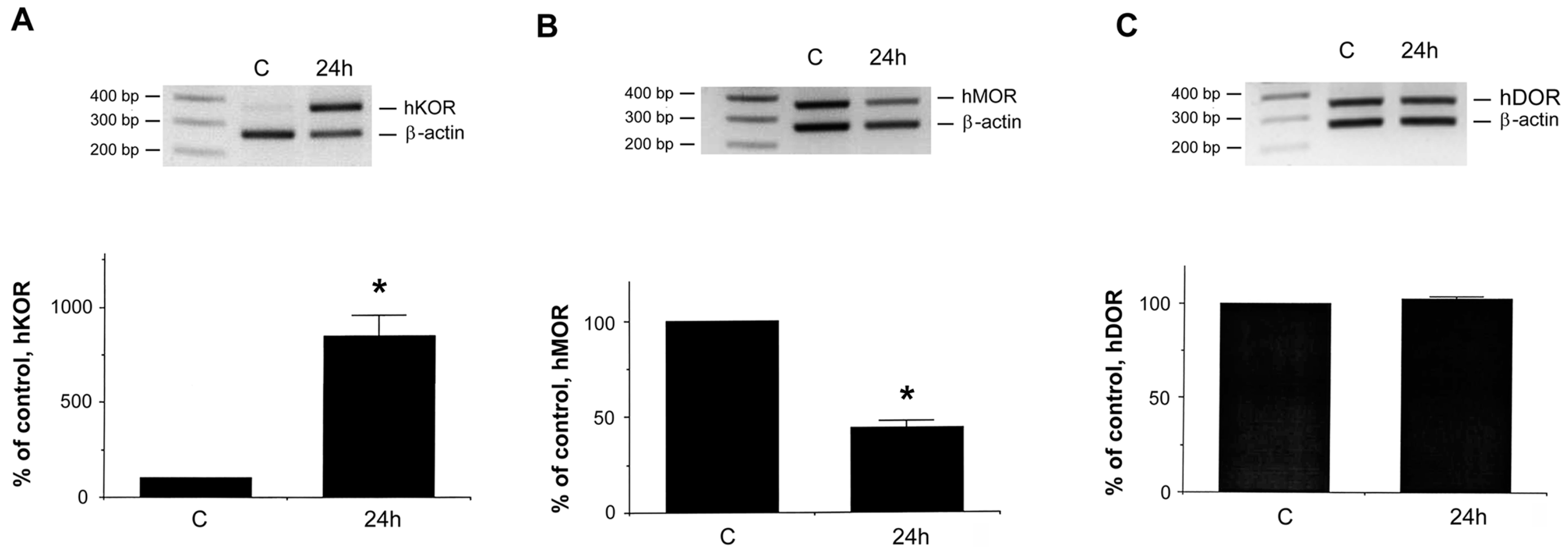 IJMS | Free Full-Text | Mechanism Governing Human Kappa-Opioid Receptor  Expression under Desferrioxamine-Induced Hypoxic Mimic Condition in  Neuronal NMB Cells