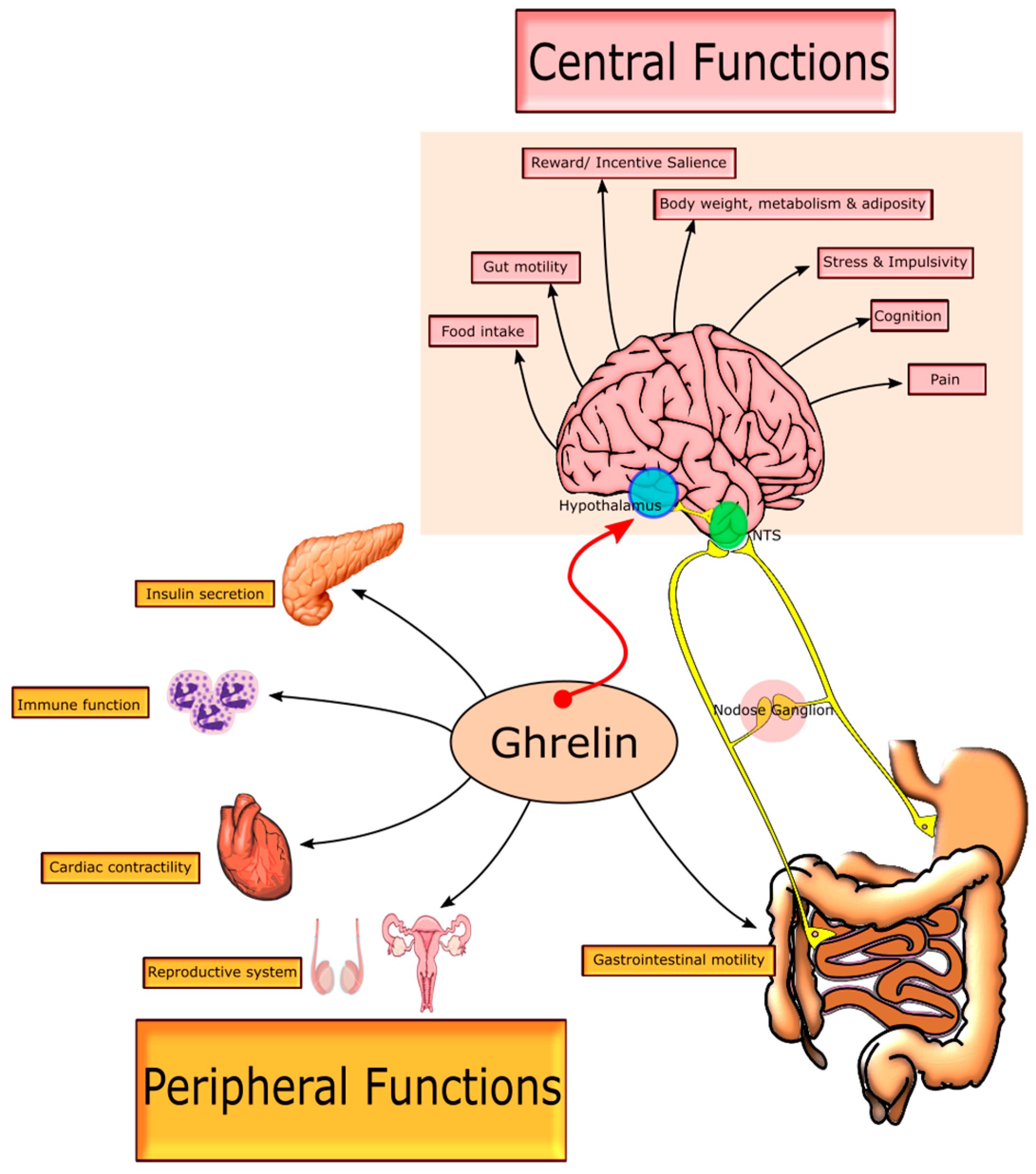 IJMS | Free Full-Text | From Belly to Brain: Targeting the Ghrelin Receptor  in Appetite and Food Intake Regulation