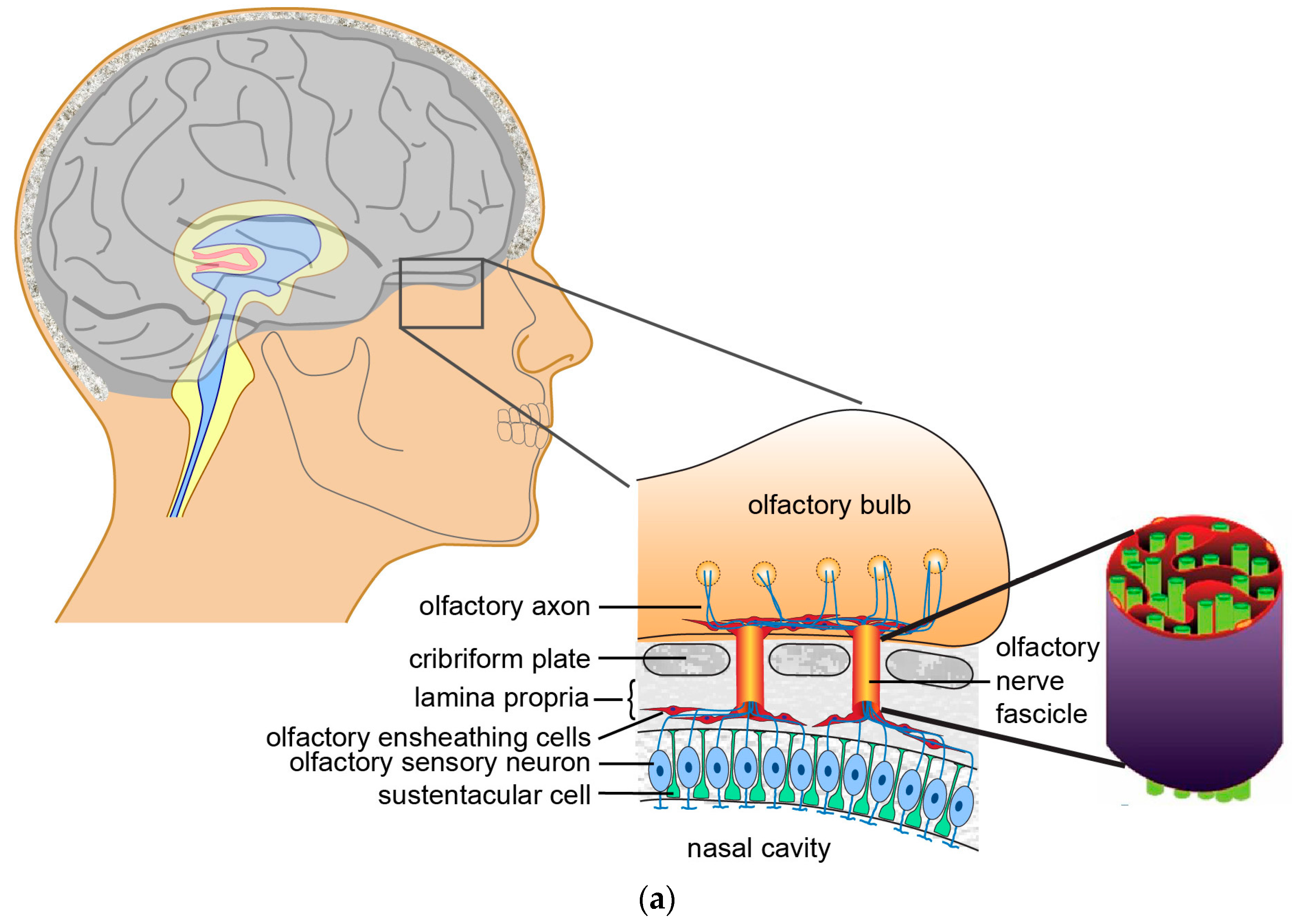 olfactory neuron