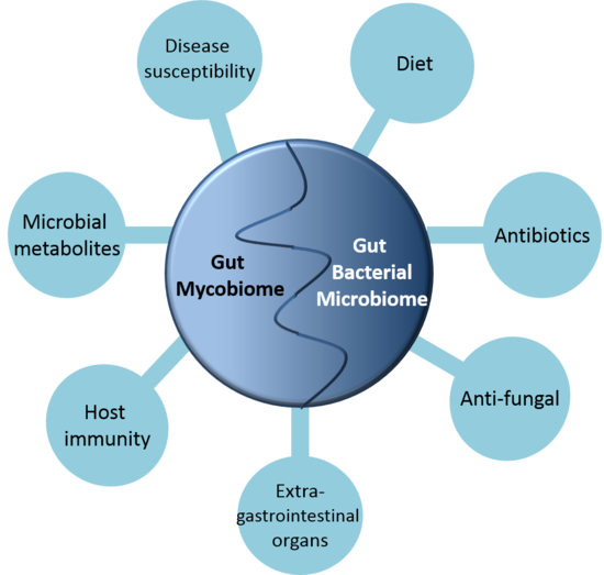 Fungus in human gut