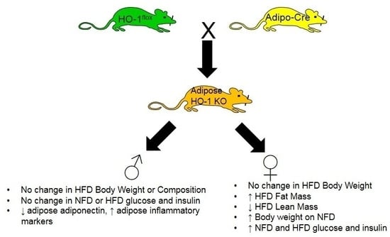 Ijms Free Full Text Sex Dependent Effects Of Ho 1 Deletion From