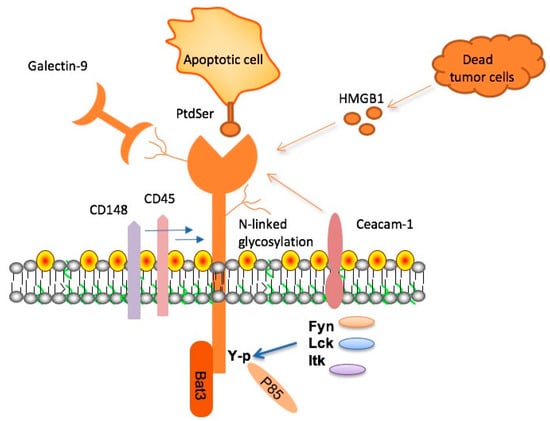 IL-3 is a novel target to interfere with tumor vasculature