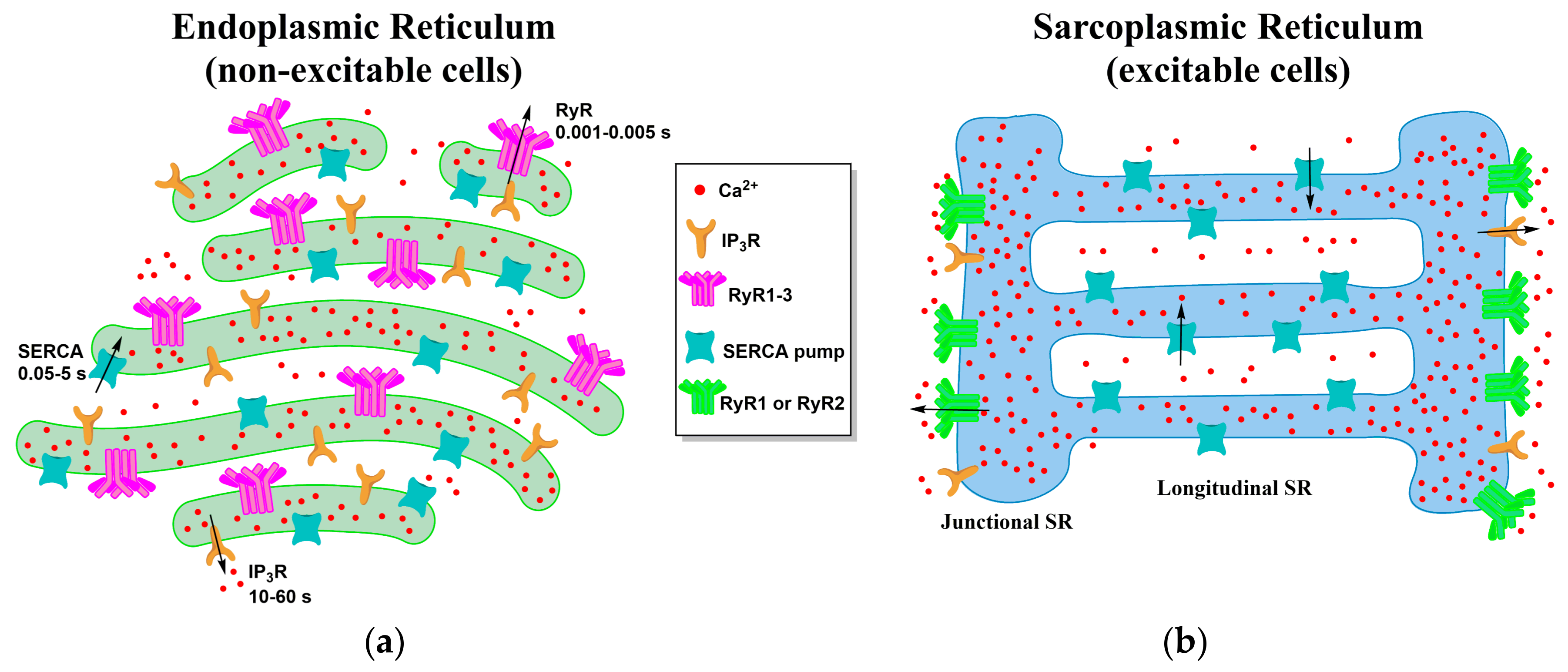 IJMS | Free Full-Text | Calcium Dynamics Mediated by the  Endoplasmic/Sarcoplasmic Reticulum and Related Diseases | HTML