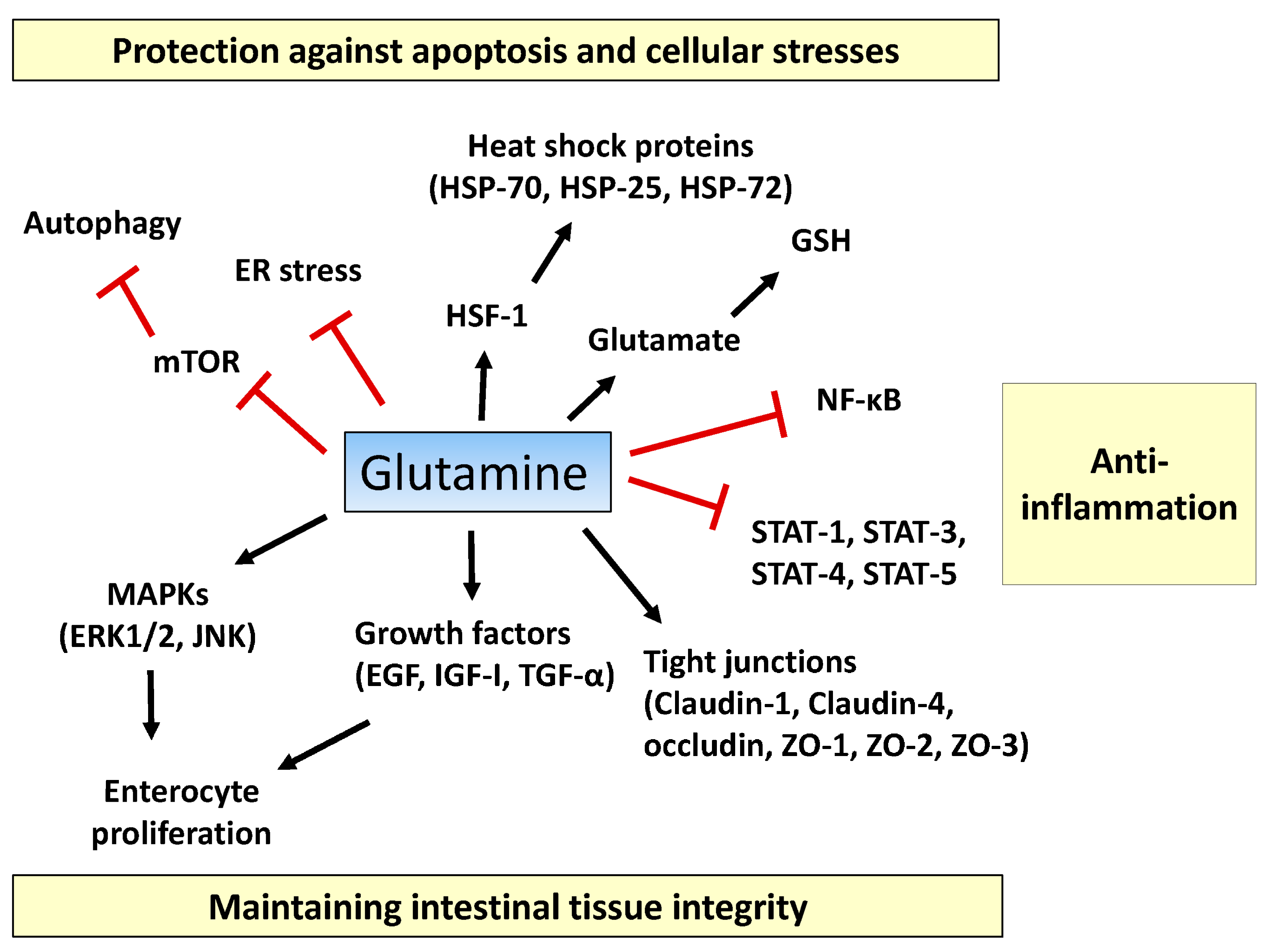Glutamine - Functions & Uses, Structure of Glutamine