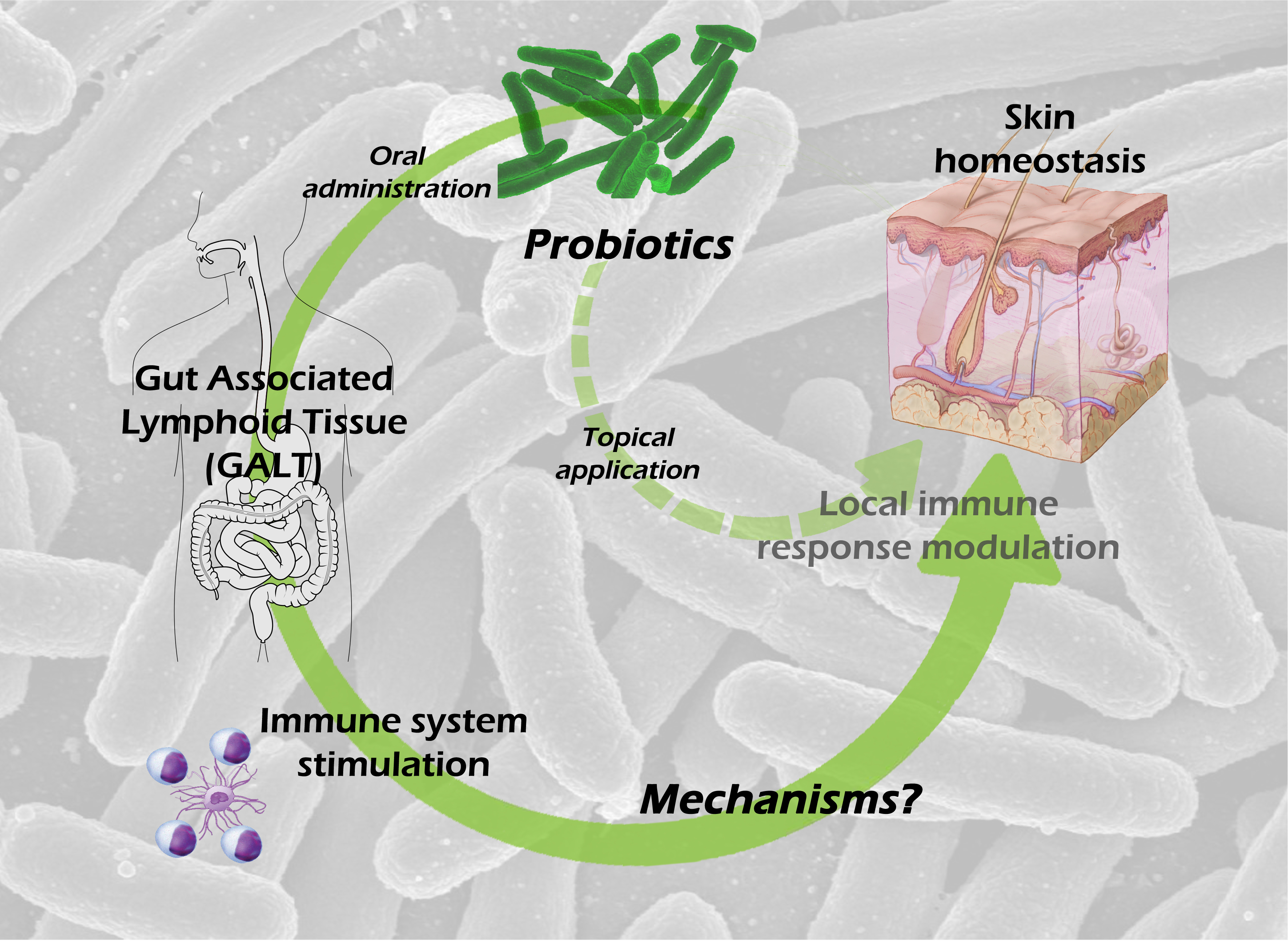 IJMS | Free Full-Text | Message in a Bottle: Dialog between Intestine and  Skin Modulated by Probiotics | HTML