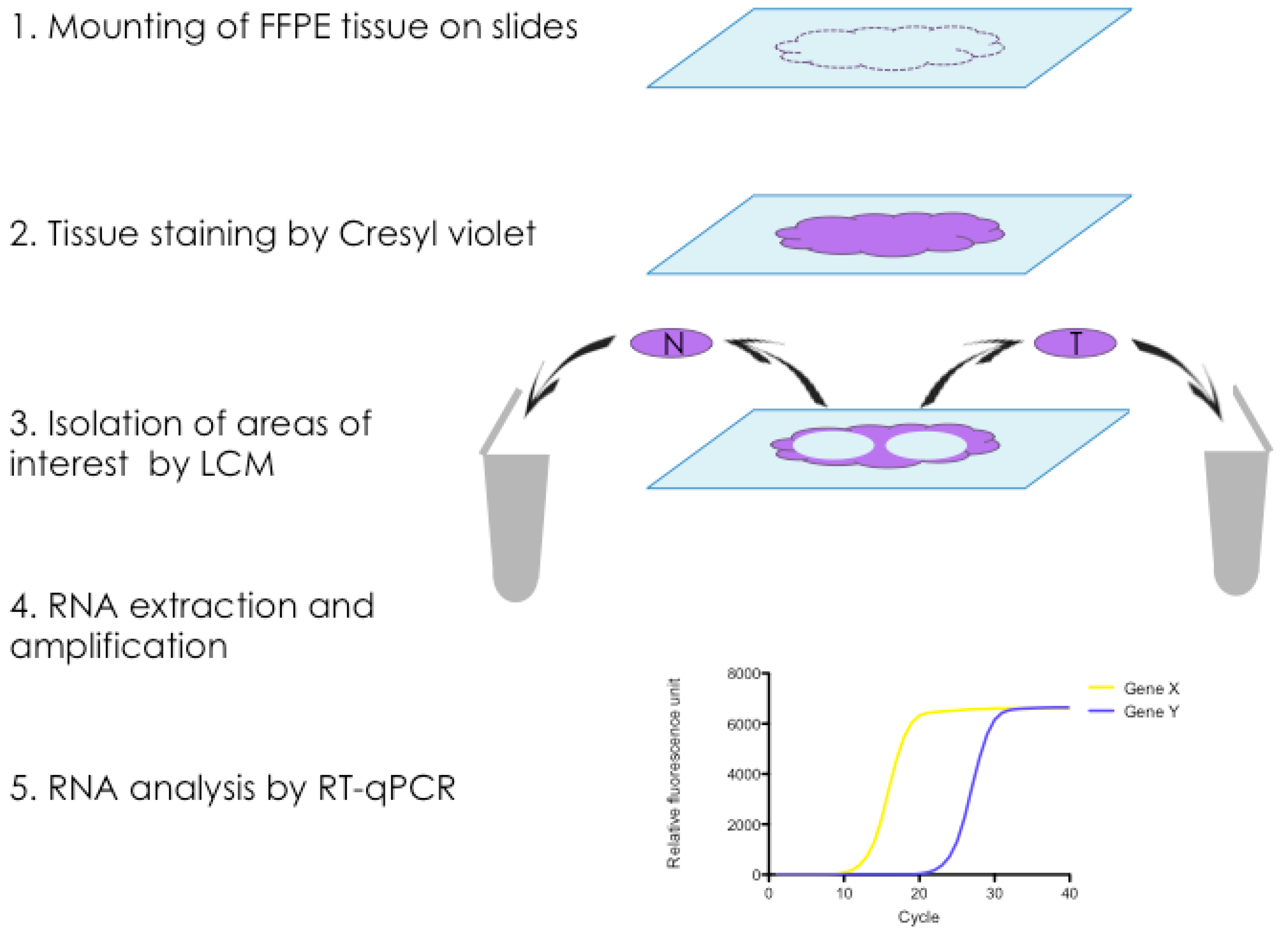 Human Breast Tissue (Normal) FFPE Sections 