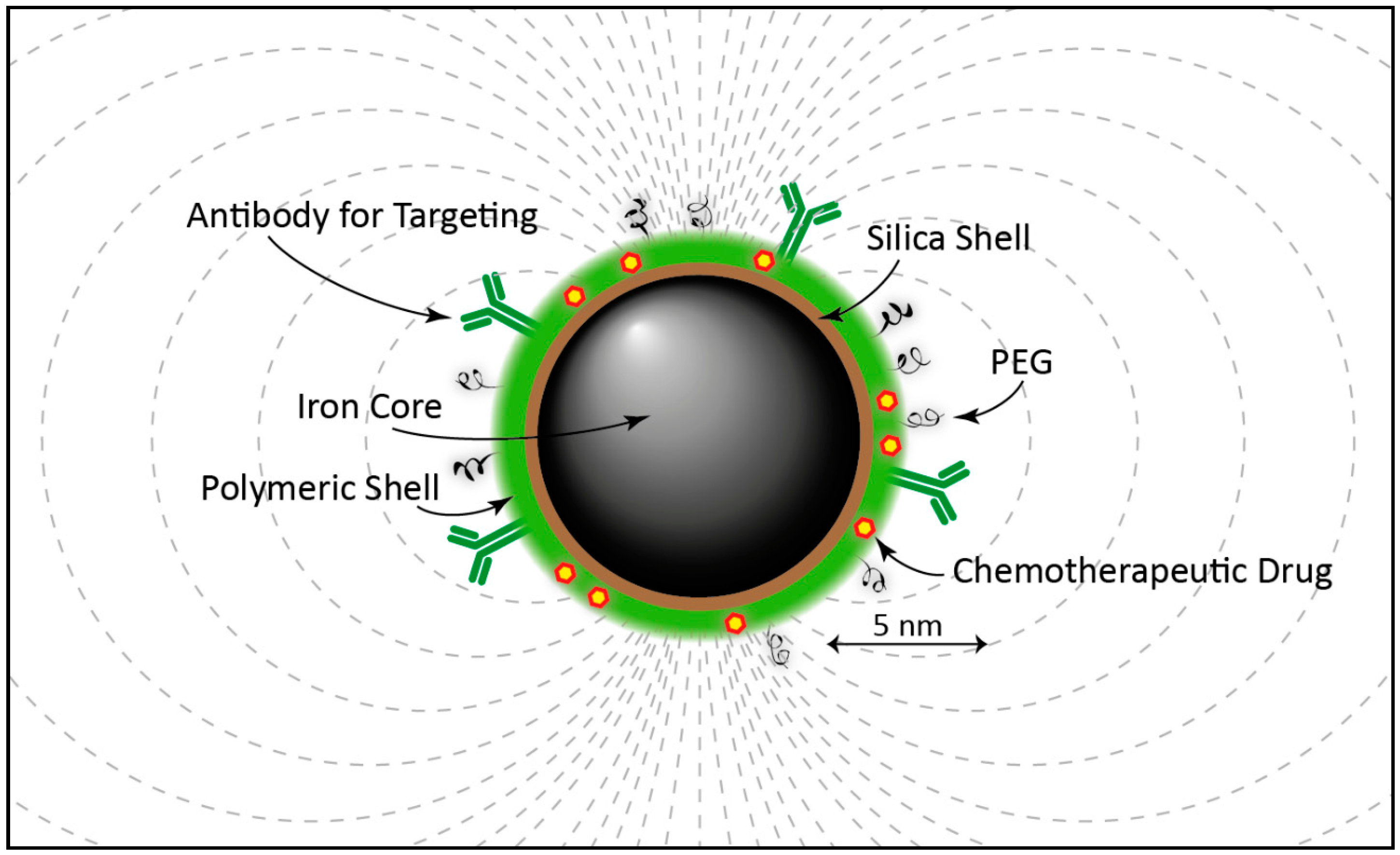 IJMS | Free Full-Text | Nanoparticles as Theranostic Vehicles in  Experimental and Clinical Applications—Focus on Prostate and Breast Cancer