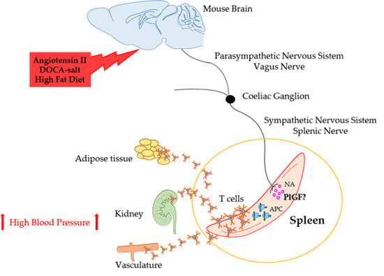 IJMS | Free Full-Text | The Spleen: A Hub Connecting Nervous and Immune  Systems in Cardiovascular and Metabolic Diseases