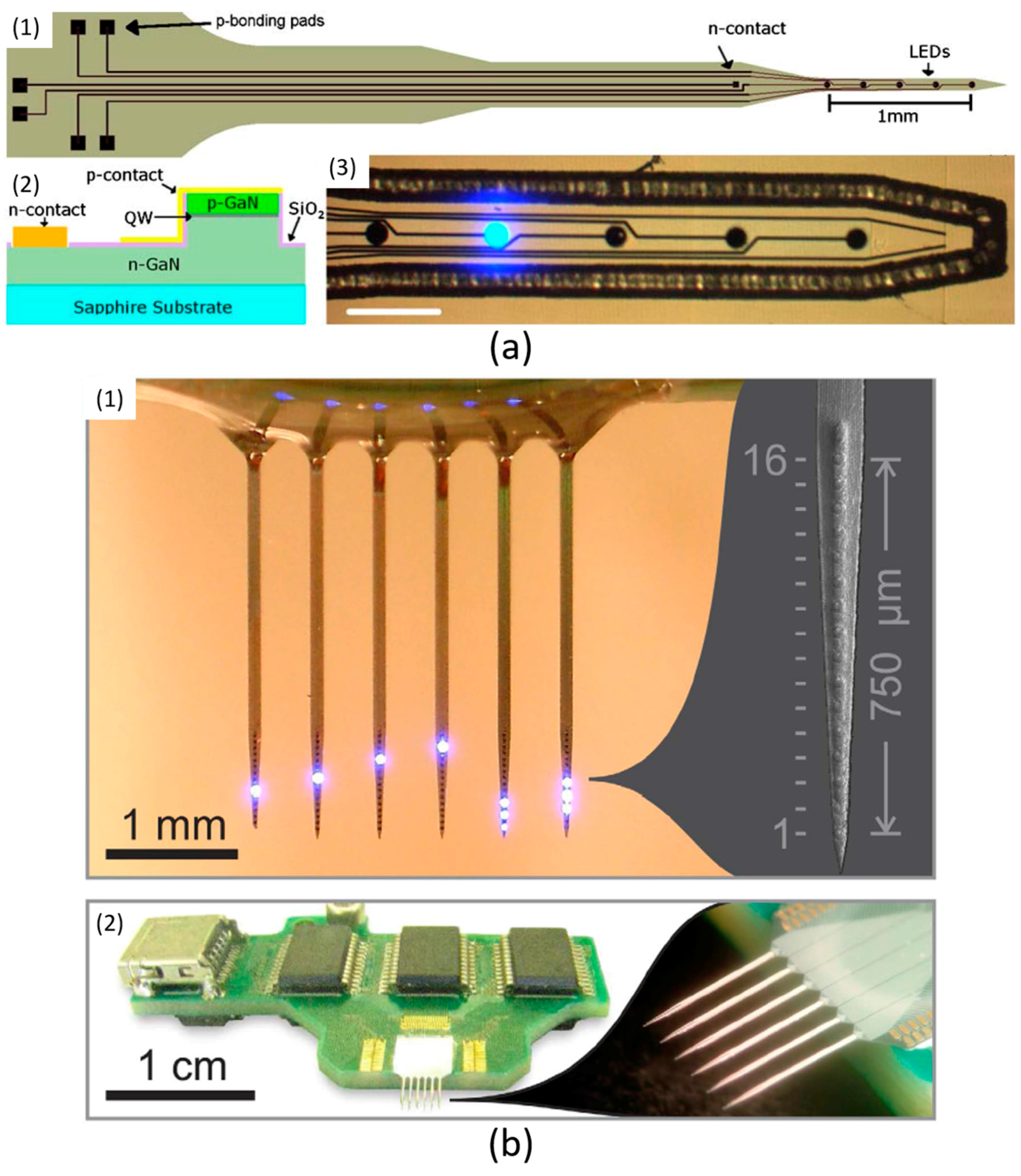 IJMS | Free Full-Text | Recent Progress of Development of Optogenetic  Implantable Neural Probes