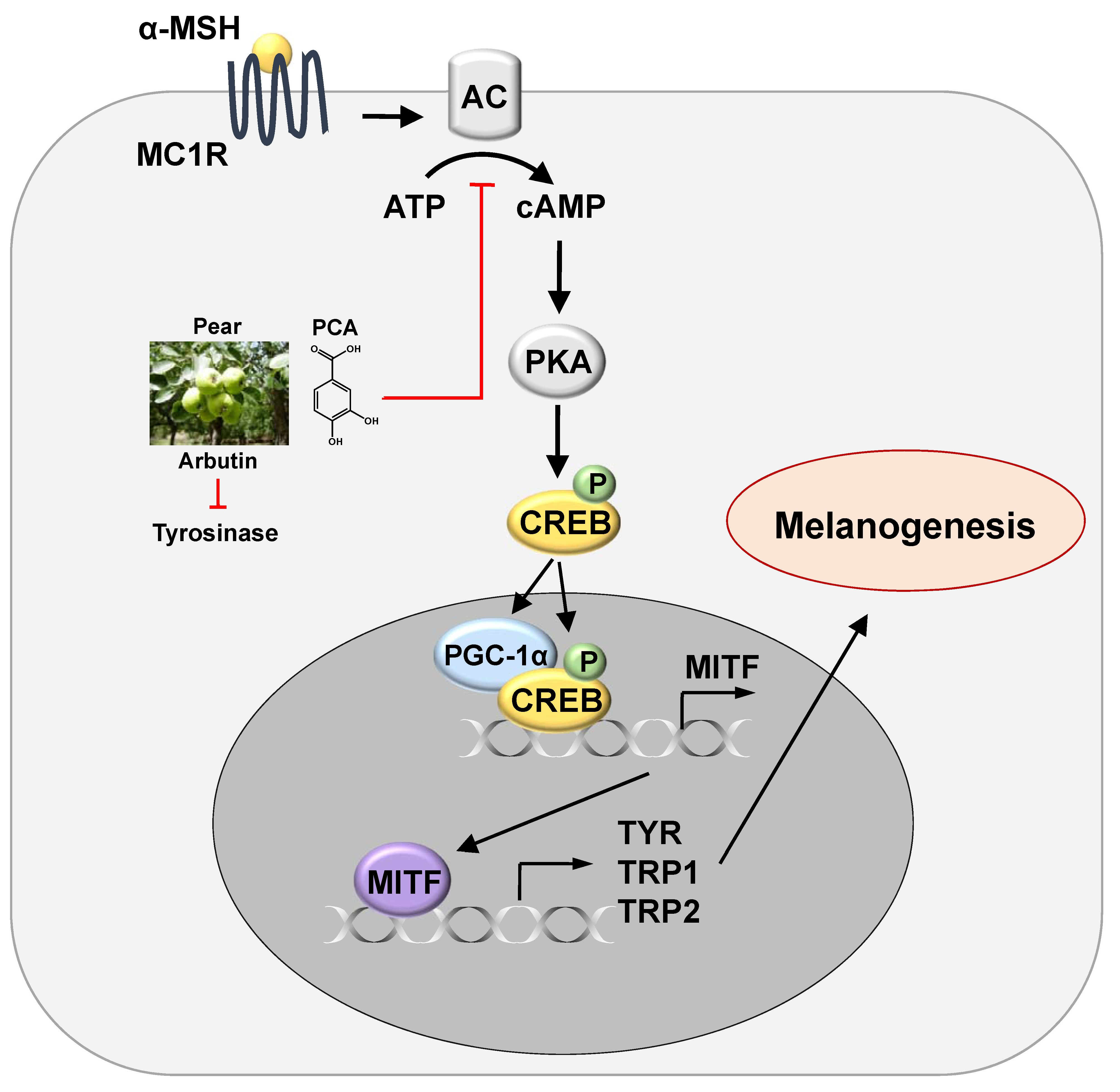 how extract image text from Free Full from IJMS Text Acid Pear   Protocatechuic