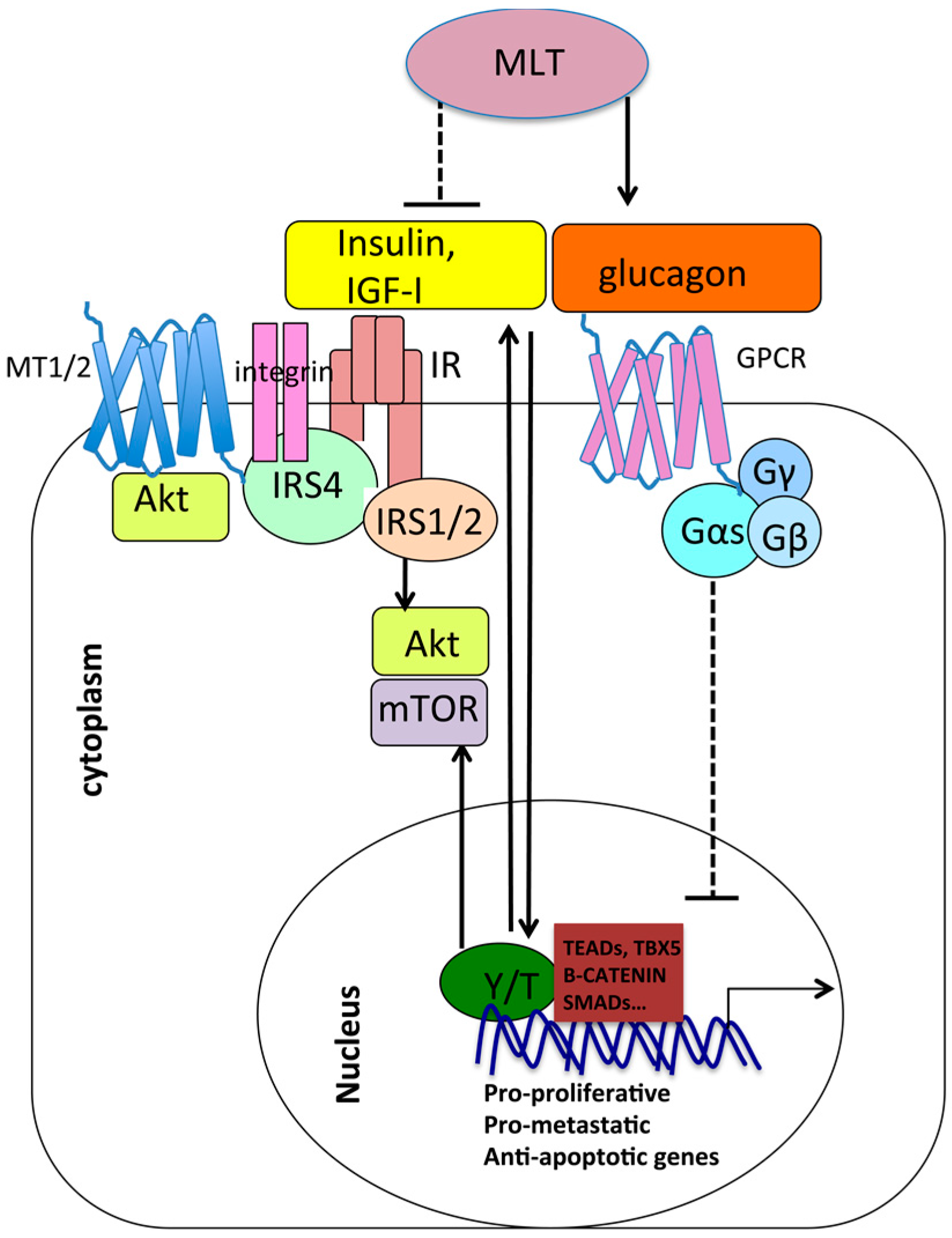 IJMS | Free Full-Text | Melatonin and Hippo Pathway: Is There 