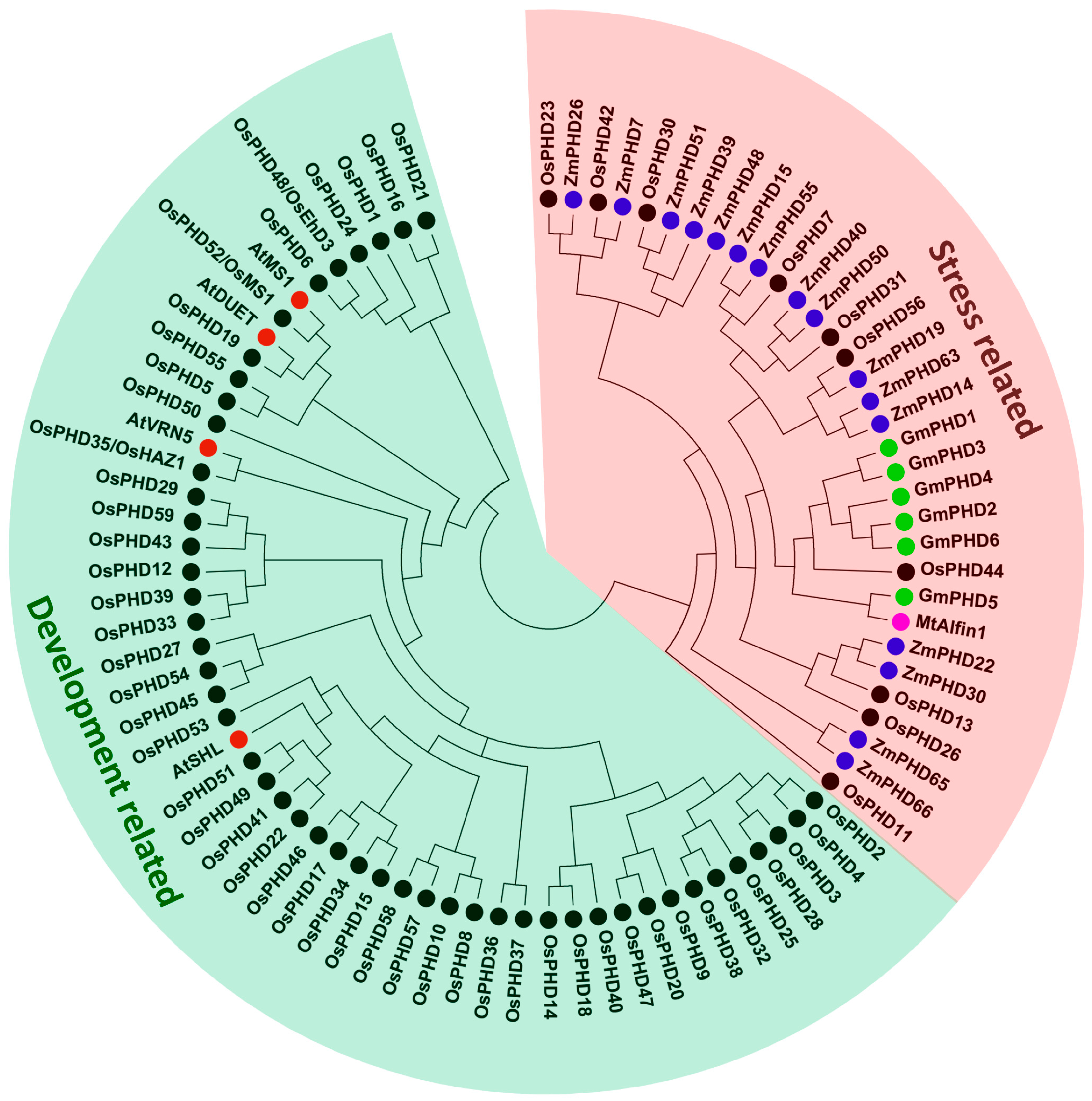 phd gene wiki