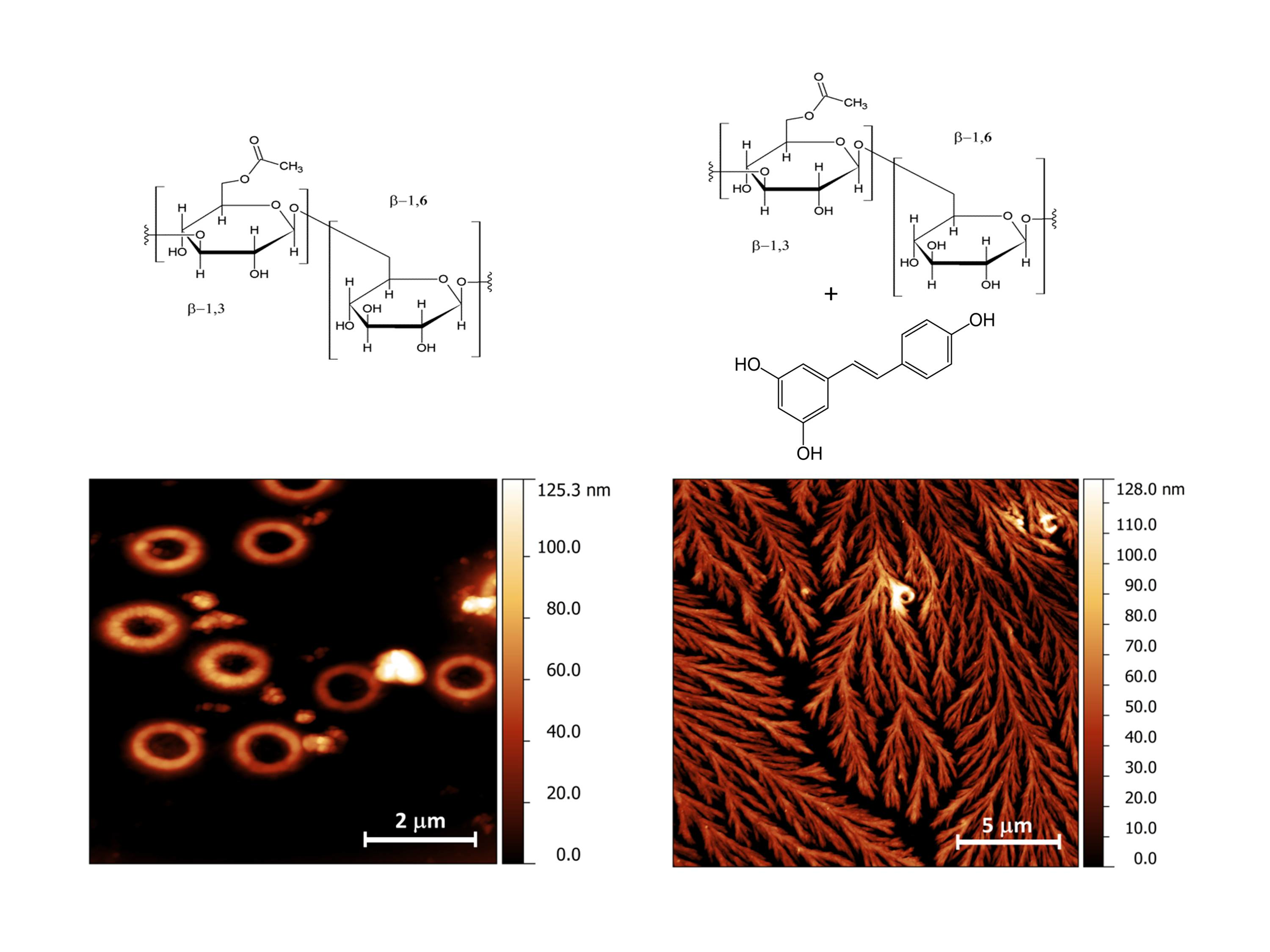 IJMS Free FullText Behind Resveratrol Stabilization by