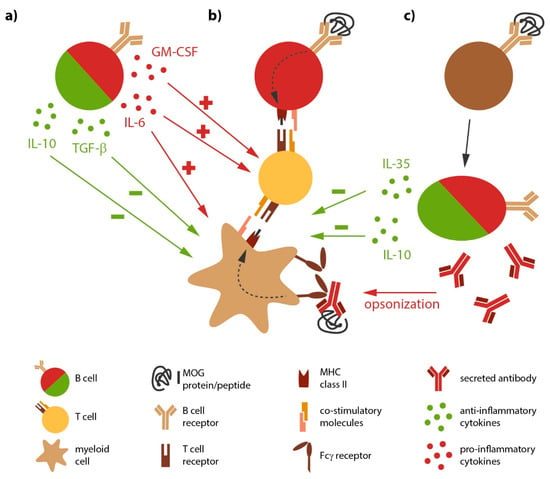 Ijms Free Full Text Deciphering The Role Of B Cells In Multiple Sclerosis Towards Specific Targeting Of Pathogenic Function Html