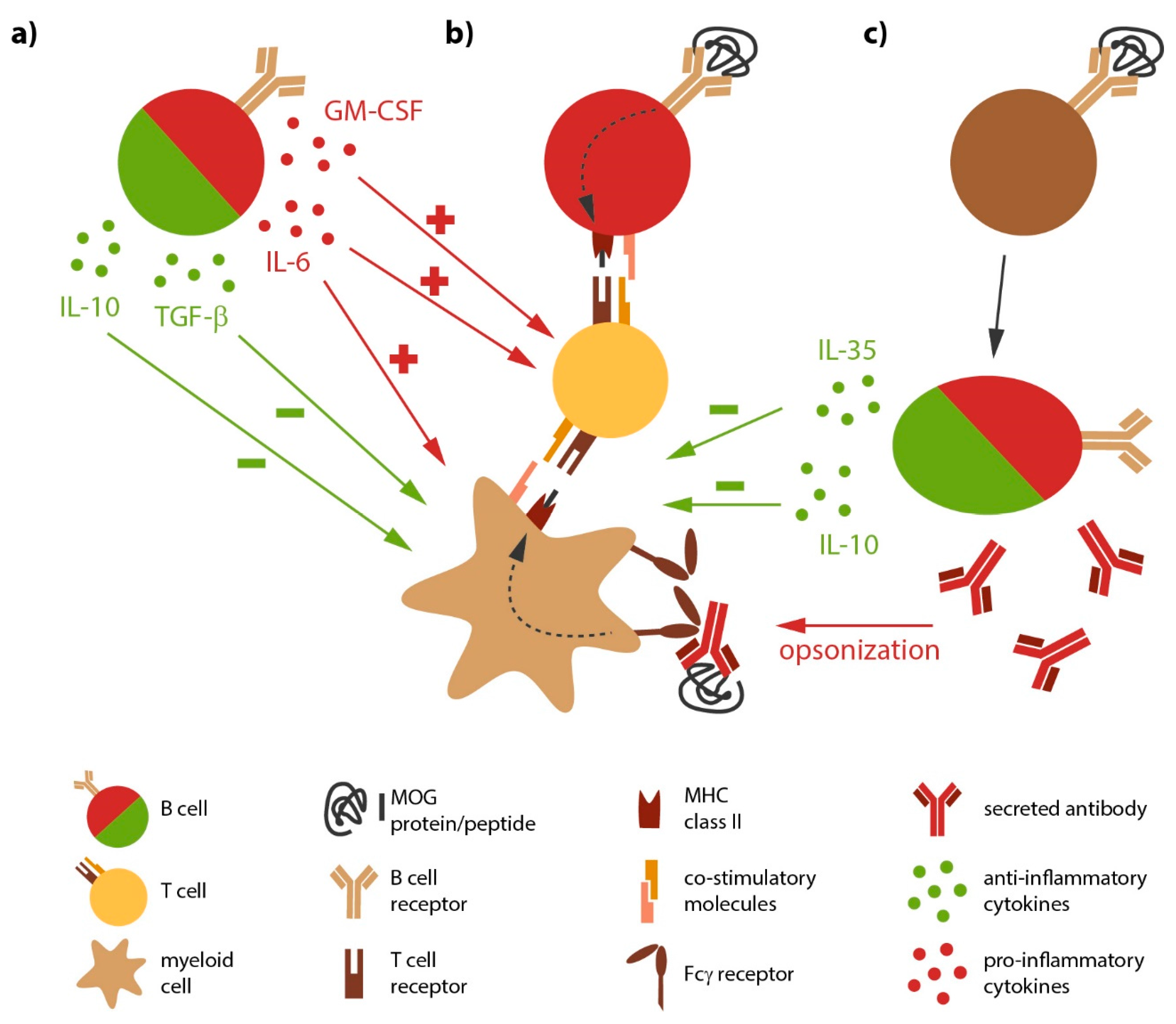 IJMS | Free Full-Text | Deciphering the Role of B Cells in Multiple  Sclerosis—Towards Specific Targeting of Pathogenic Function | HTML
