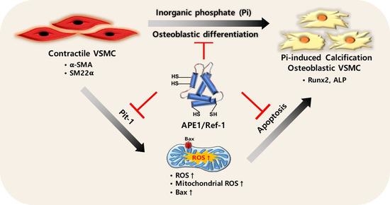 IJMS | Free Full-Text | APE1/Ref-1 Inhibits Phosphate-Induced