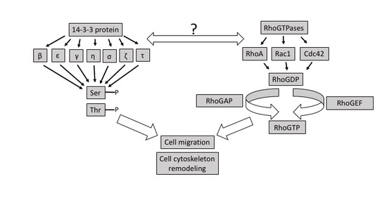 Ijms Free Full Text Interaction Between Rho Gtpases And