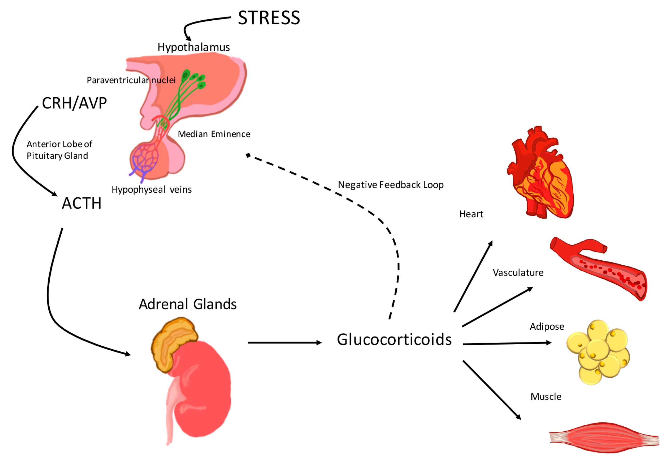 adrenal gland produces what hormone