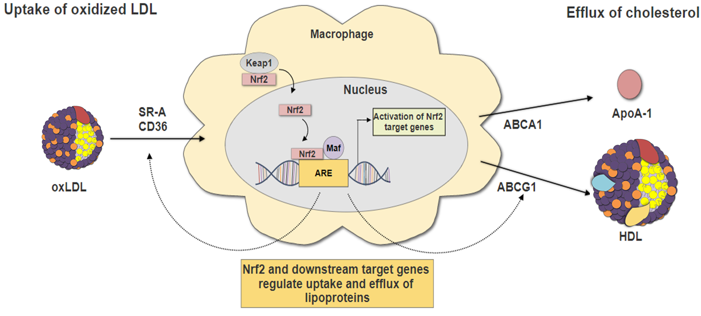 IJMS  Free Full-Text  Oxidative Stress in Cardiovascular 