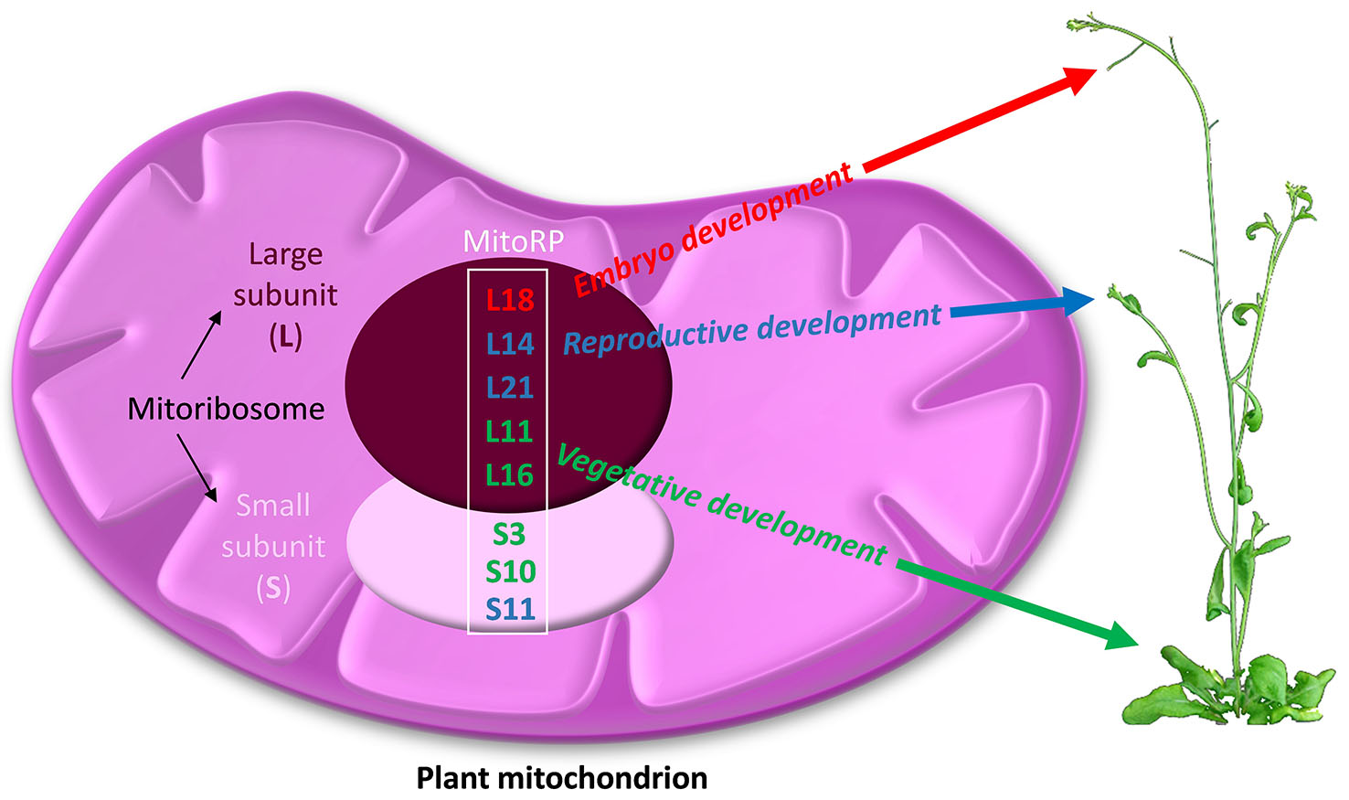 IJMS | Free Full-Text | Emerging Roles of Mitochondrial Ribosomal