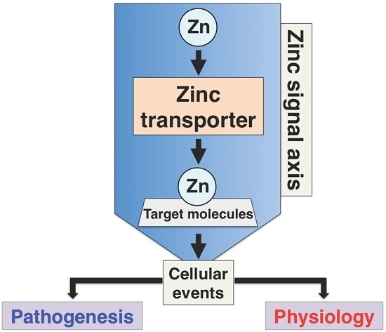 Ijms Free Full Text Recent Advances In The Role Of Slc39a Zip Zinc Transporters In Vivo Html