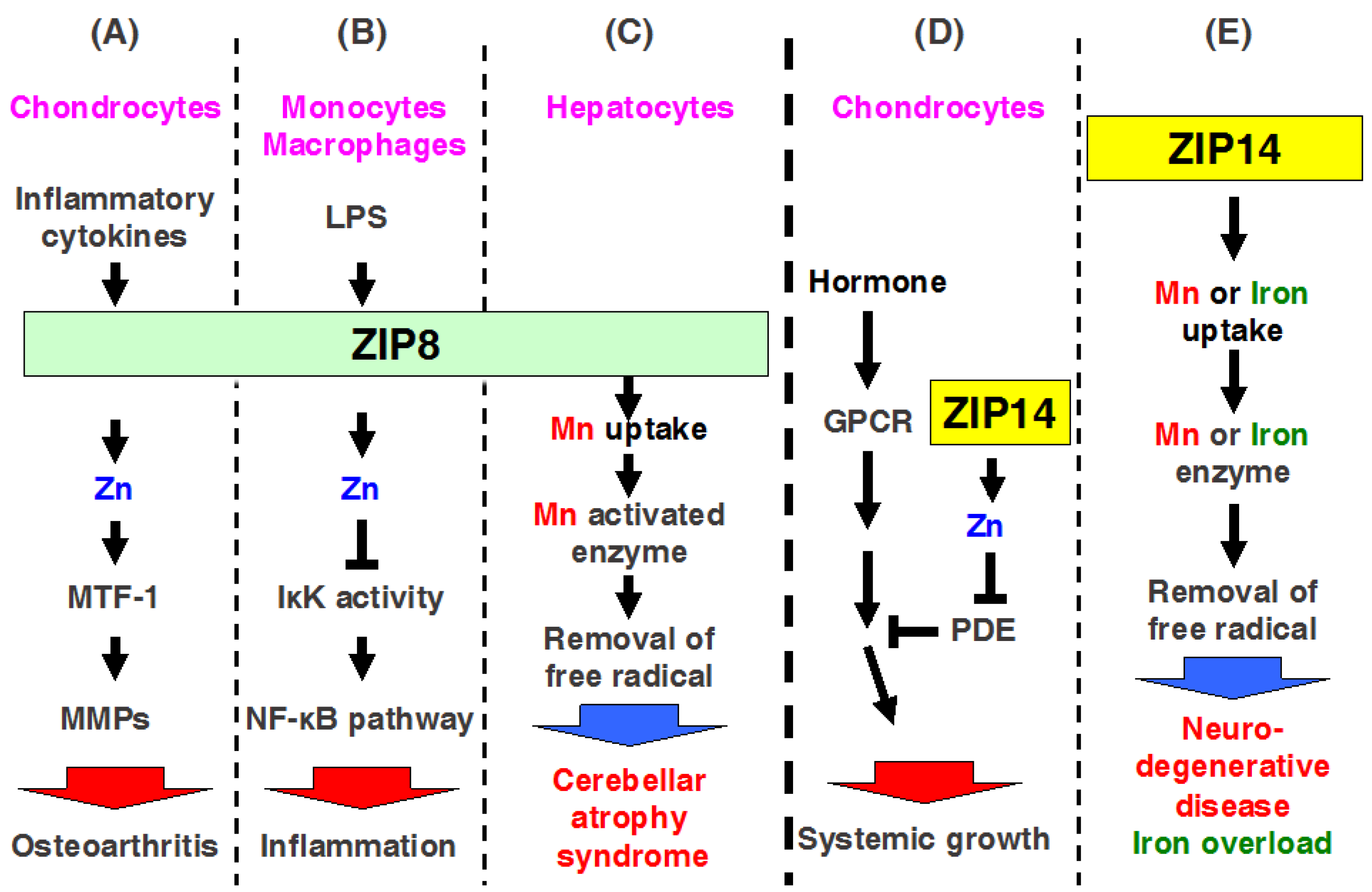 Ijms Free Full Text Recent Advances In The Role Of Slc39a Zip Zinc Transporters In Vivo Html