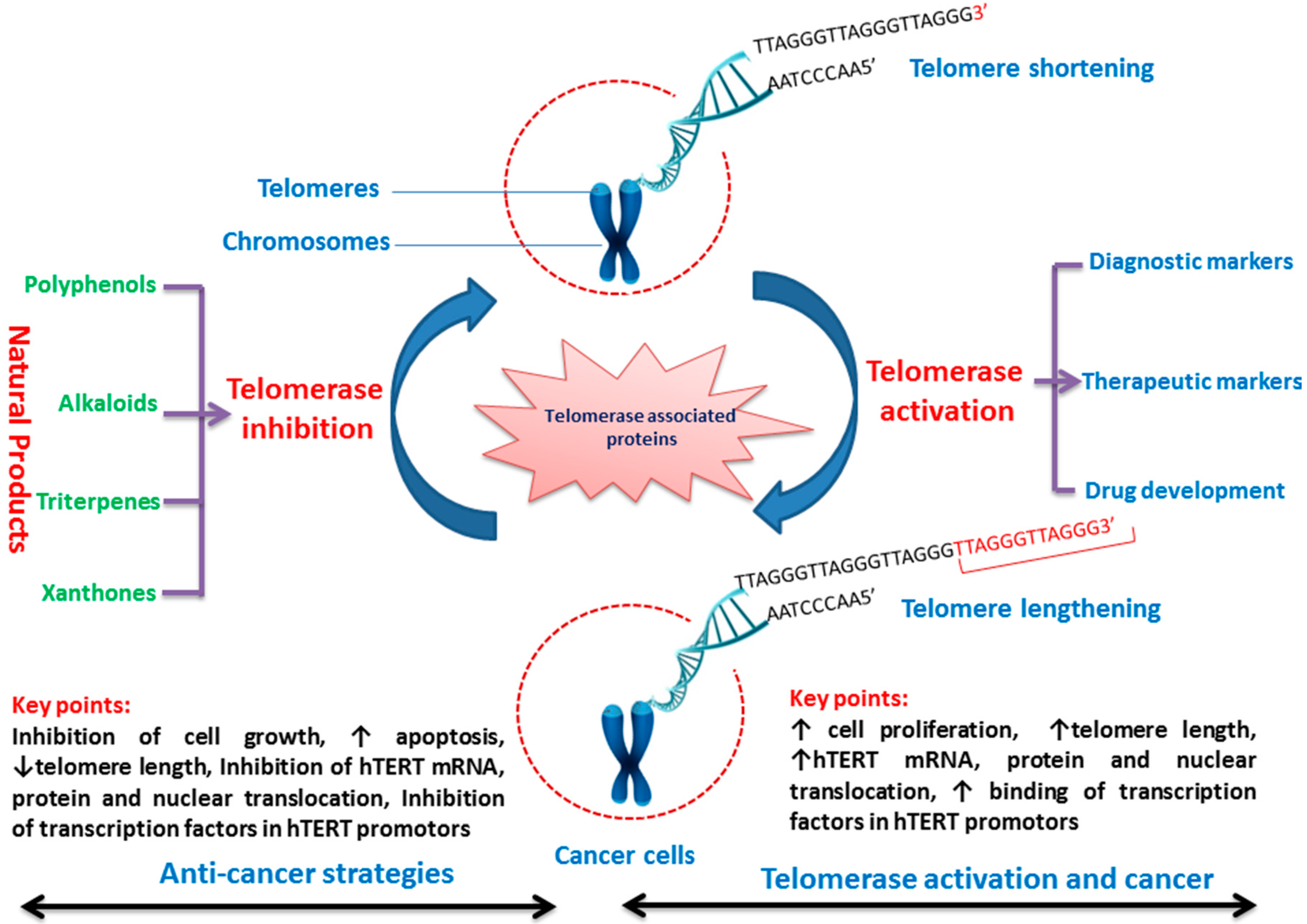 Эффект теломер. Telomere telomerase. Методика увеличения теломер. Telomerase and cancerous Cells. Витамин д и теломеры.