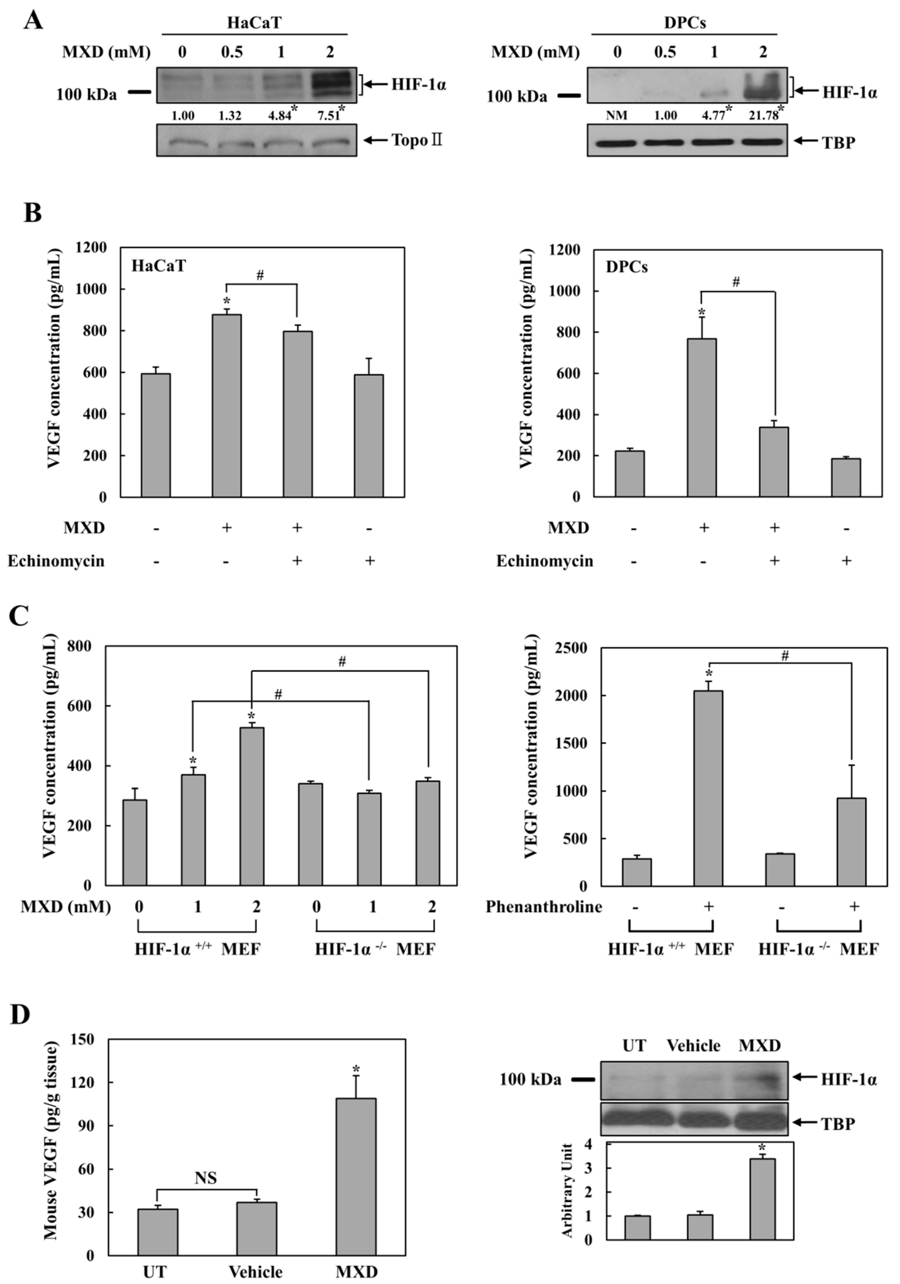 IJMS | Free Full-Text | Minoxidil Induction of VEGF Is Mediated by  Inhibition of HIF-Prolyl Hydroxylase | HTML