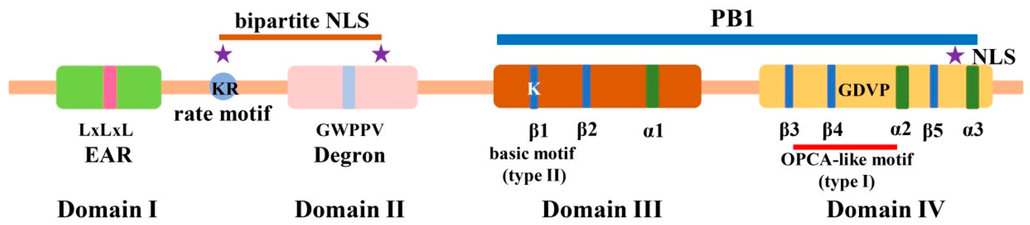 IJMS Free FullText Aux/IAA Gene Family in Plants Molecular