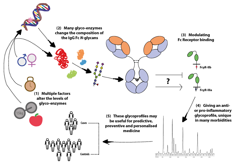 IJMS | Free Full-Text | Unravelling Immunoglobulin G Fc N-Glycosylation: A  Dynamic Marker Potentiating Predictive, Preventive and Personalised Medicine