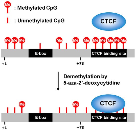 Ijms Special Issue Role Of Telomeres And Telomerase In - 