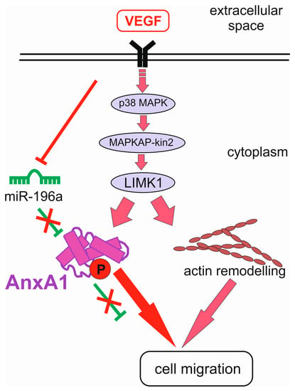 PDF) Mining Functional Elements in Messenger RNAs: Overview, Challenges,  and Perspectives