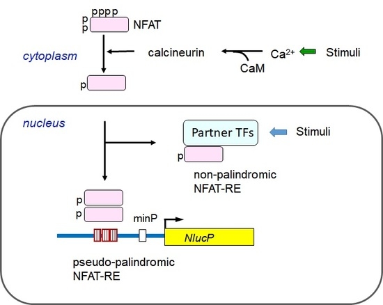 IJMS | Free Full-Text | Nanoluciferase Reporter Gene System Directed by