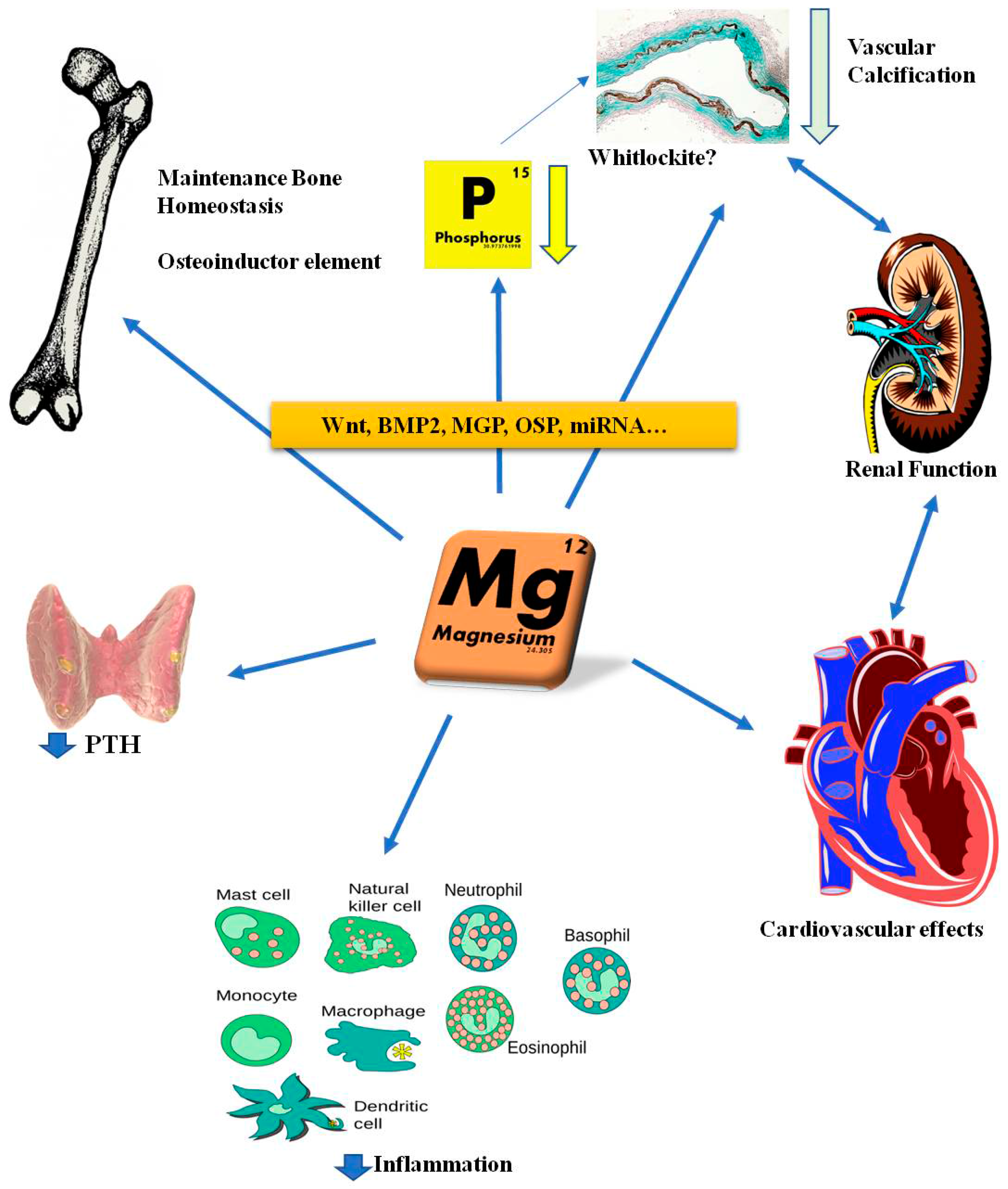 IJMS Free FullText Magnesium Replacement to Protect Cardiovascular