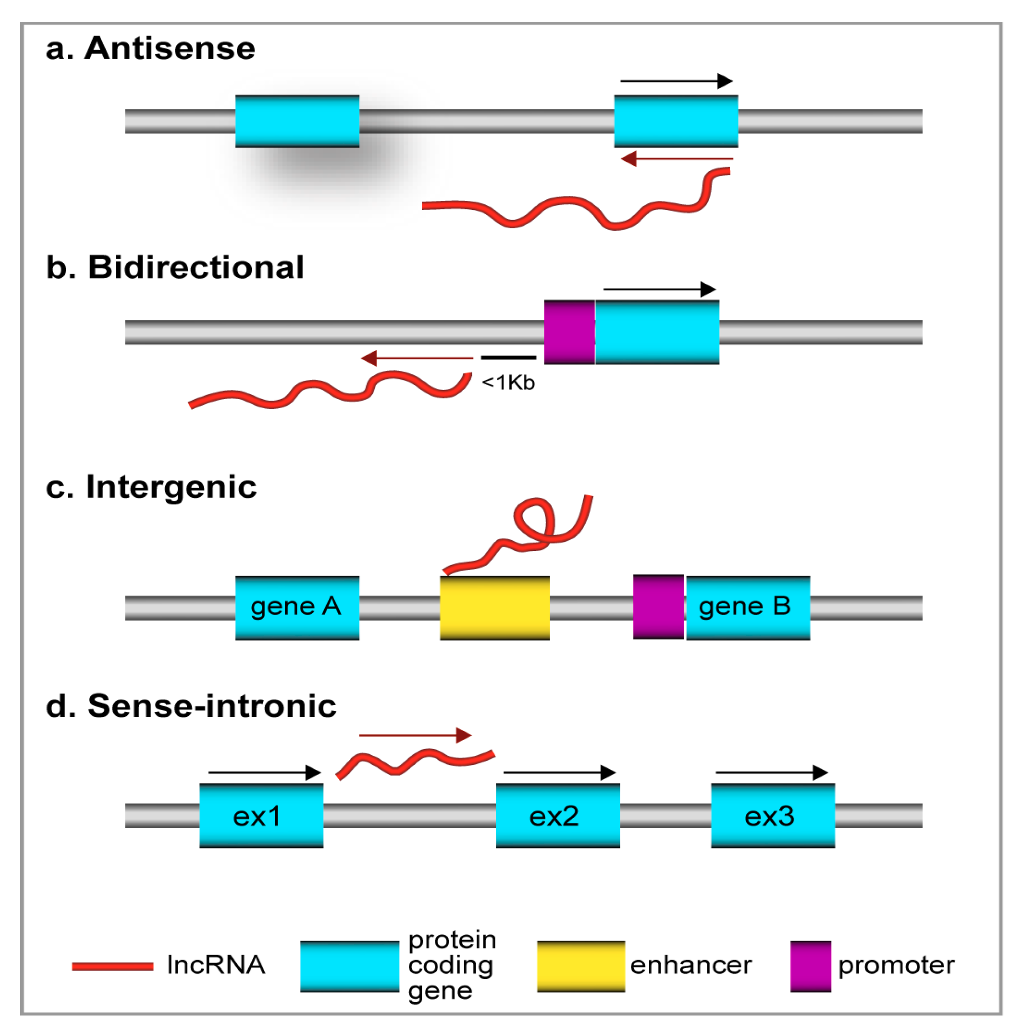 Ijms Free Full Text The Role Of Long Non Coding Rnas In Hepatocarcinogenesis Html