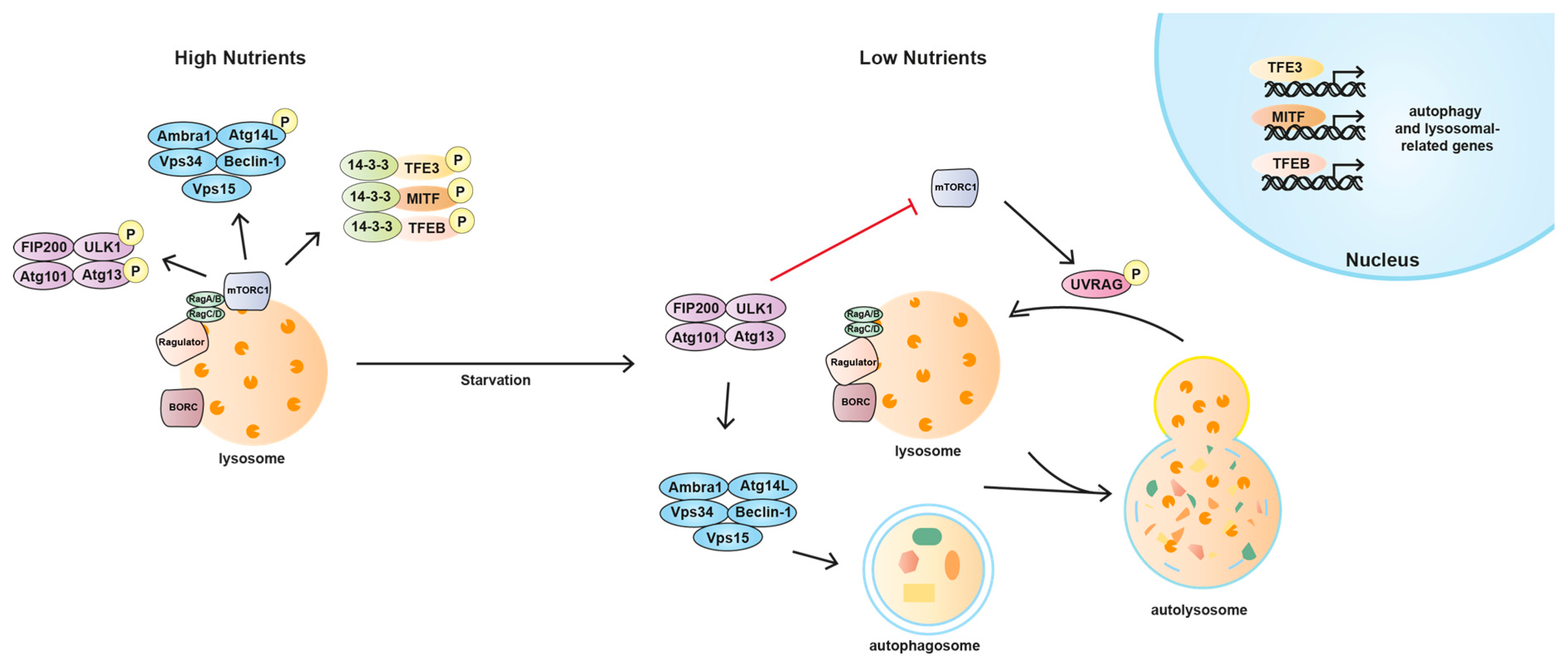 Ijms Free Full Text Mtorc1 And Nutrient Homeostasis The