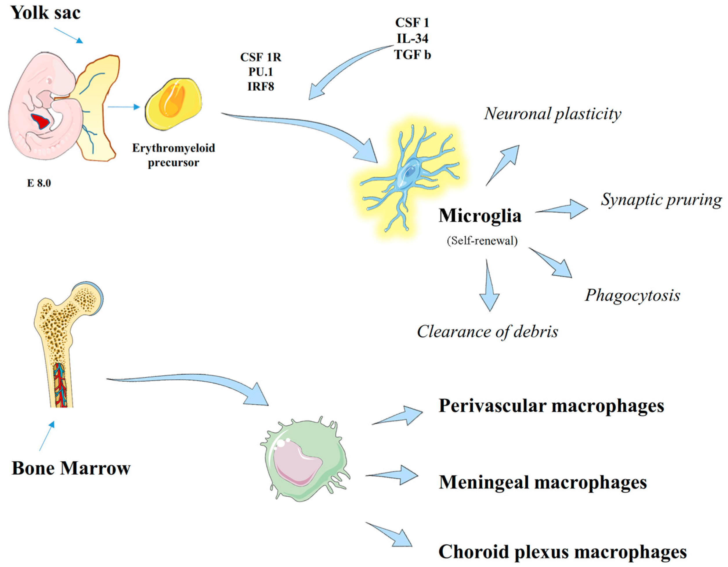 IJMS | Free Full-Text | The Role of Macrophages in Neuroinflammatory and  Neurodegenerative Pathways of Alzheimer's Disease, Amyotrophic Lateral  Sclerosis, and Multiple Sclerosis: Pathogenetic Cellular Effectors and  Potential Therapeutic Targets | HTML