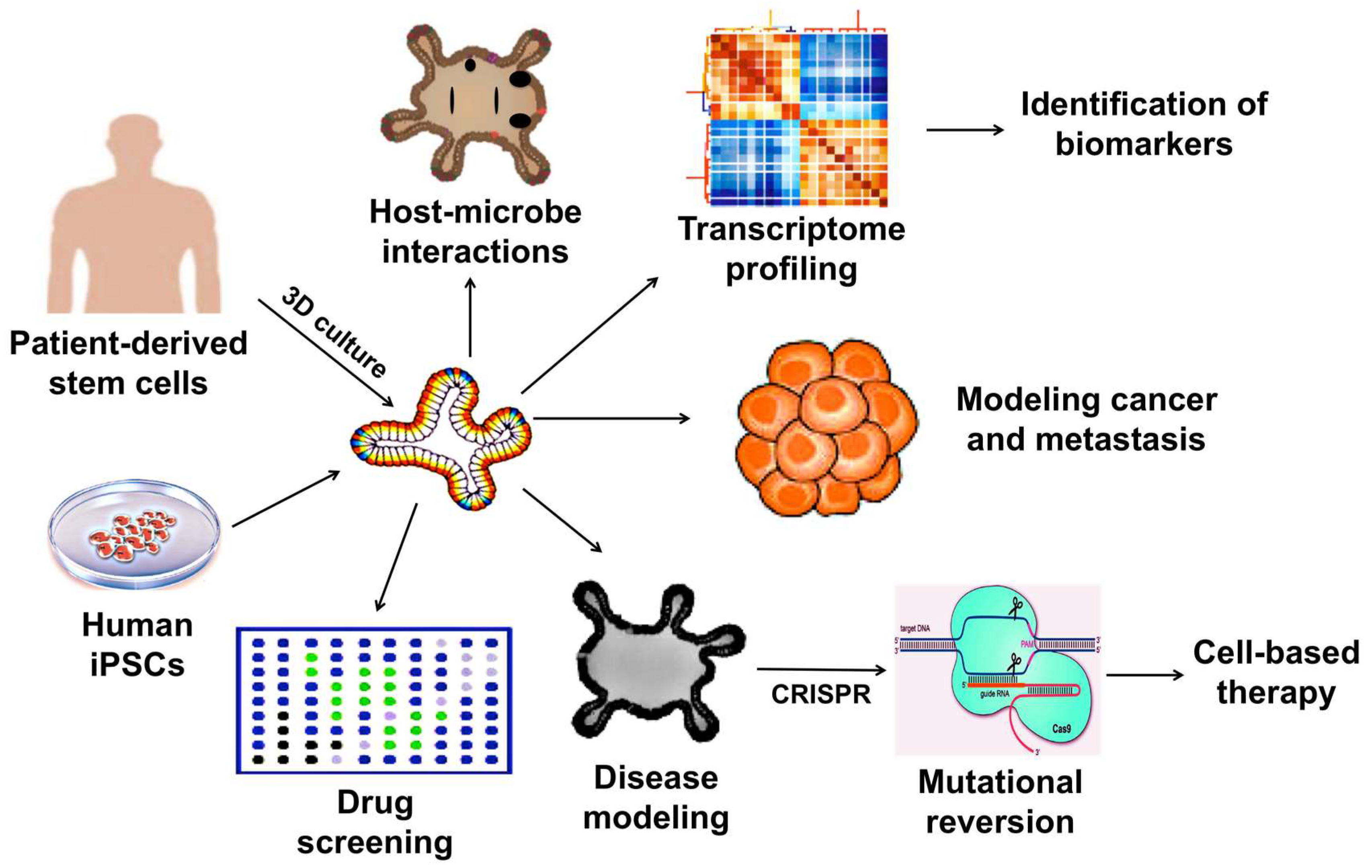 induced pluripotent stem cells review